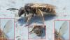 Halictus sp.